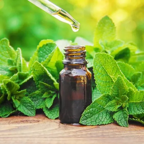 Mentha oil( Peppermint oil)